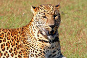 Leoparden - 