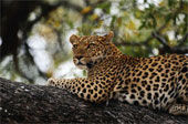 Leoparden - 