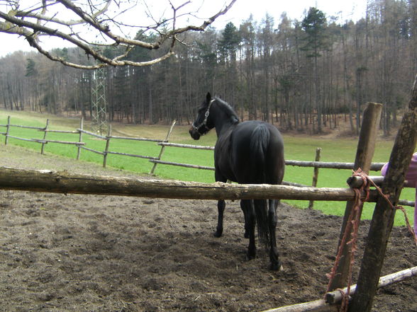 Rex unser Pferd - 