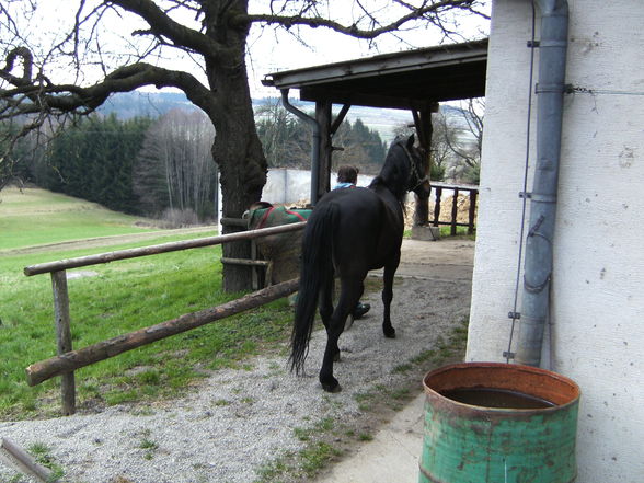 Rex unser Pferd - 