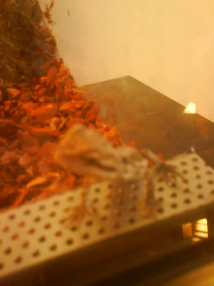 moiiNe kleinen  Dinos :D - 
