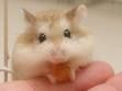 Moi Hamster san so sweet... - 