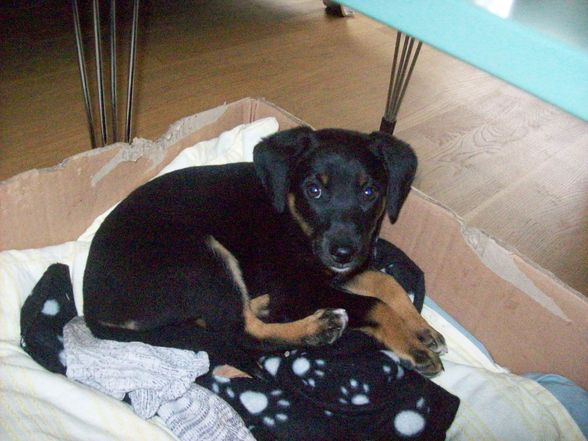 Mein liebling (NORA) - 