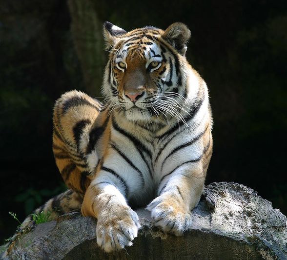 Tiger - 