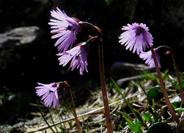 Alpenblumen - 