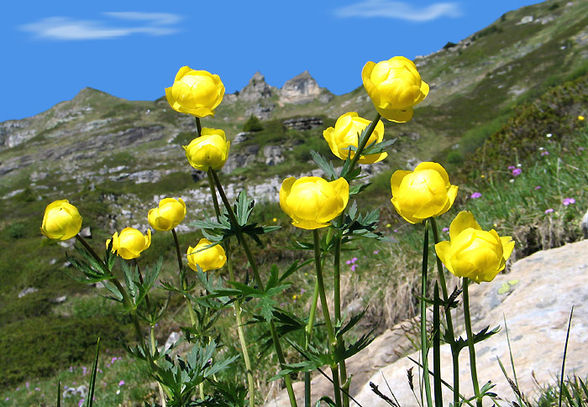 Alpenblumen - 