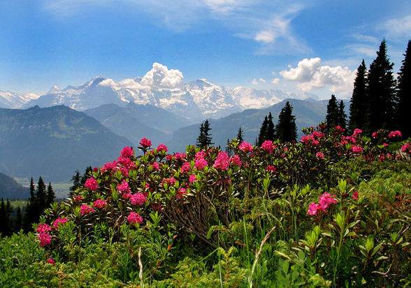 Alpenblumen - 