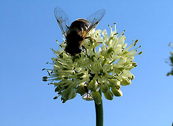 Alpenblumen - 