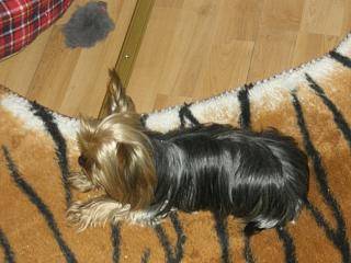 Meine Hunde - 