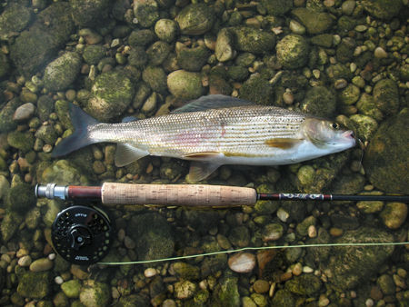 Flyfishing @ Traun - 