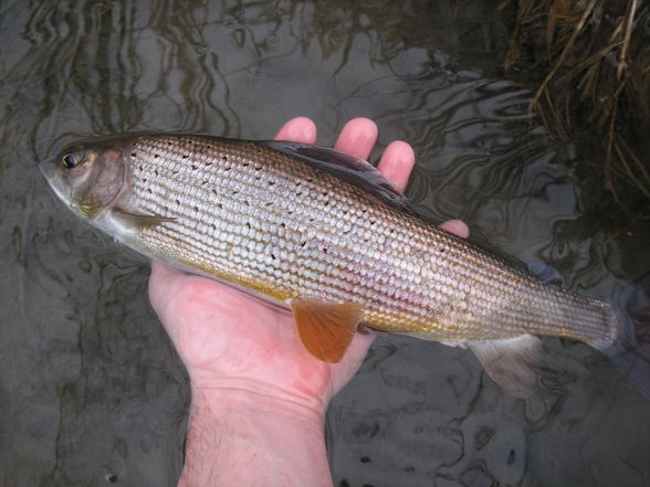 Flyfishing @ Krems - 