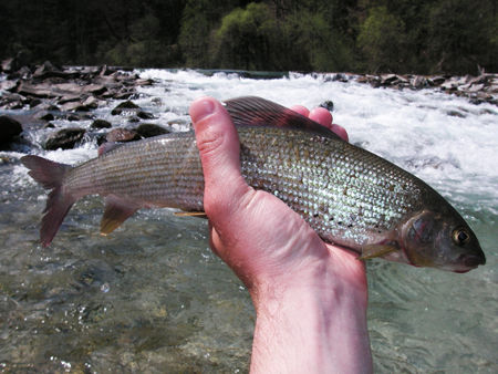 Flyfishing @ Alm 2010 - 