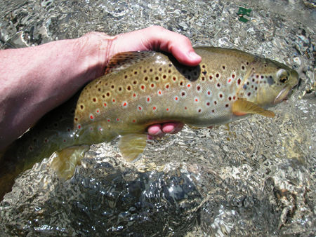 Flyfishing @ Alm 2010 - 