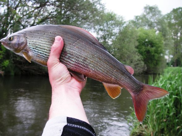 Flyfishing @ Vöckla - 