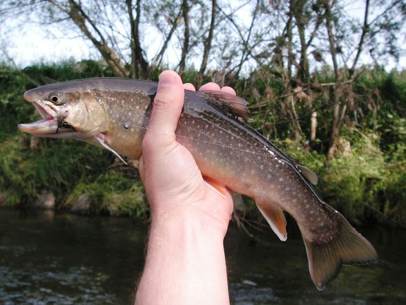 Flyfishing @ Vöckla (NEU) - 