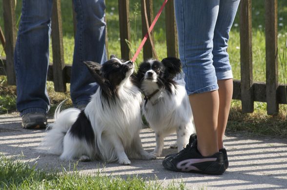 HundeSchule - 