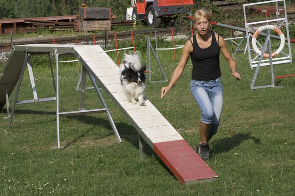 HundeSchule - 