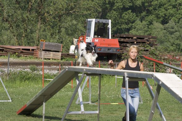 HundeSchule - 