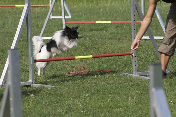 HundeSchule - 