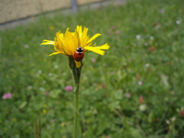 maRiienkäfeR (:  - 