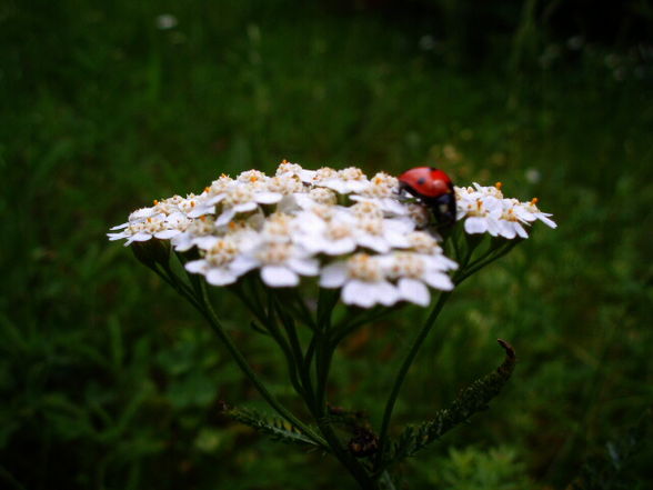 maRiienkäfeR (:  - 