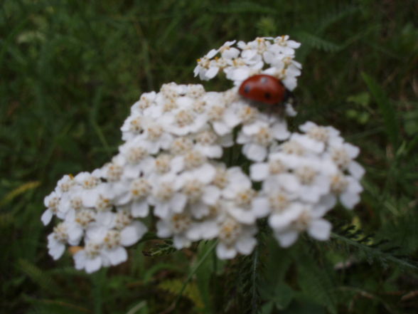 maRiienkäfeR (:  - 