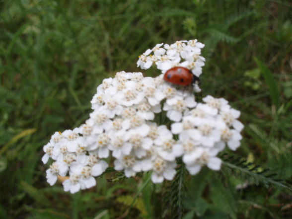 maRiienkäfeR (:  - 