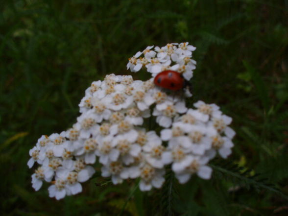 maRiienkäfeR (:  - 