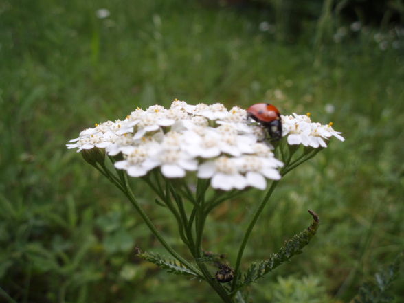 maRiienkäfeR (:  - 