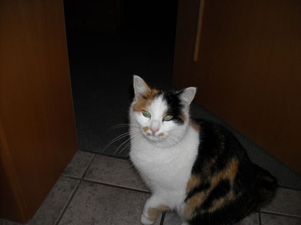 Meine Katze!!! Is mei schatzi!!! Jessy - 