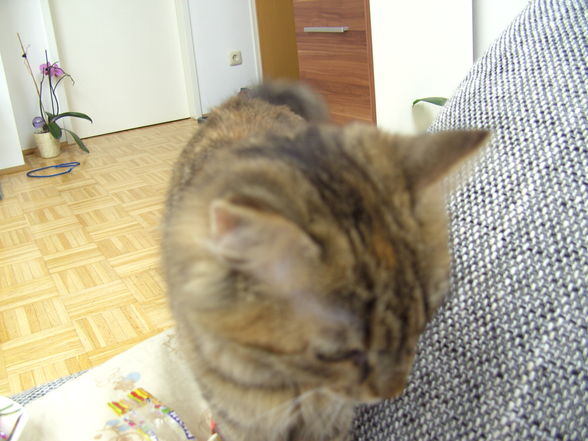 Meine Katze - 