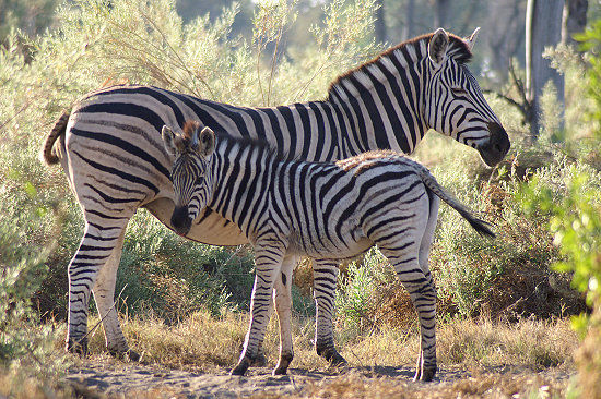 Das Zebra - 