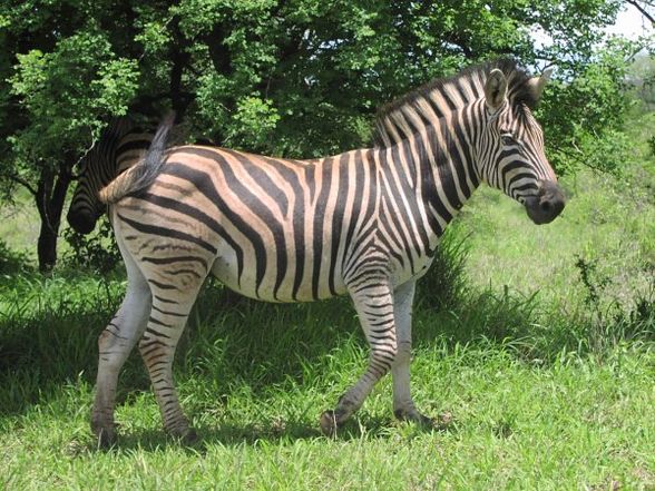 Das Zebra - 