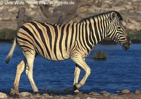 Das Zebra - 