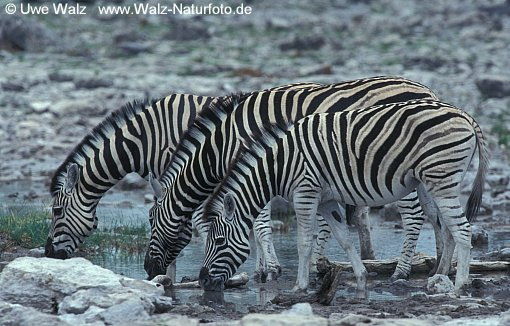 Das Zebra - 