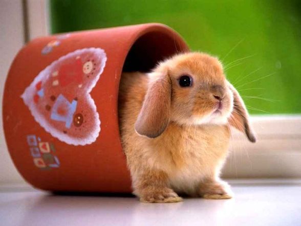 Der Hamster und der Hase - 