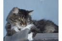 Katzen - 