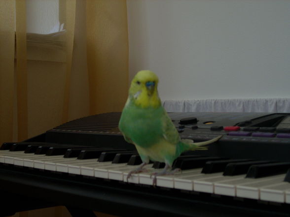 my sweet bird;) - 