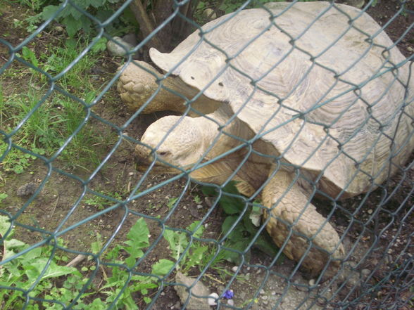 wir waren im zoo - 