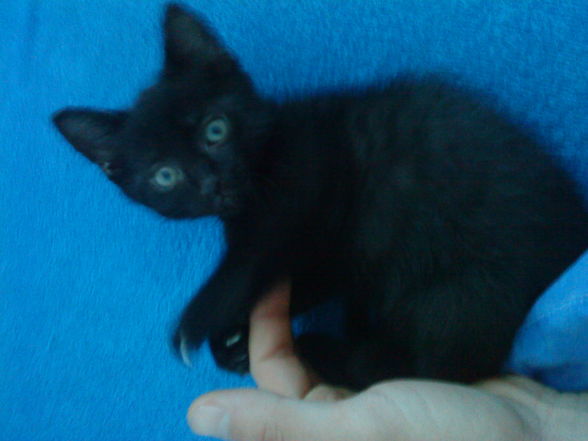 mei katze :) - 