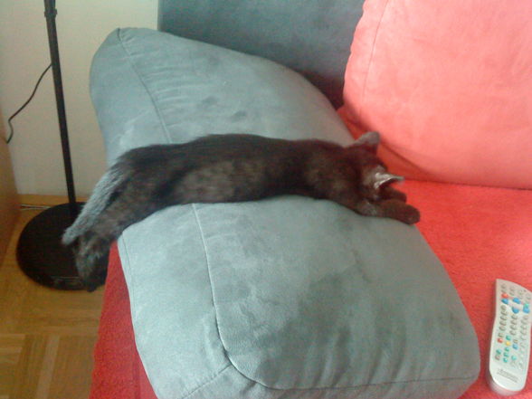 mei katze :) - 