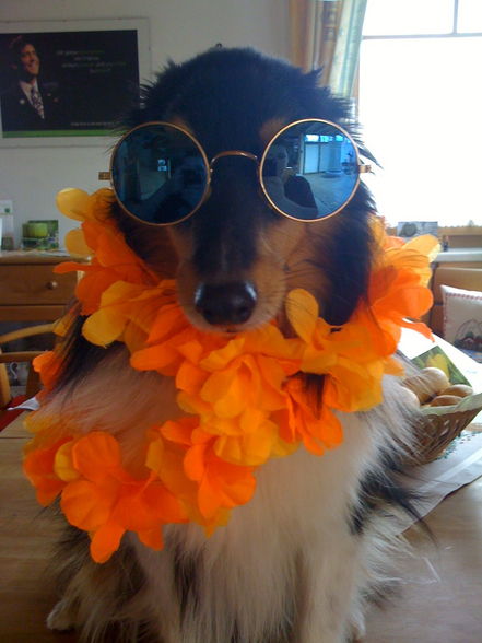 Doggi-Style - 