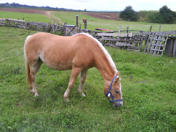 Mein Pferd und ich - 