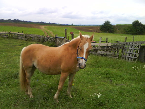 Mein Pferd und ich - 