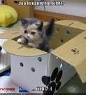 katzen - 