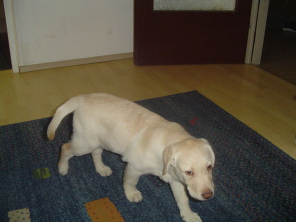 MEINE HUNDE - 