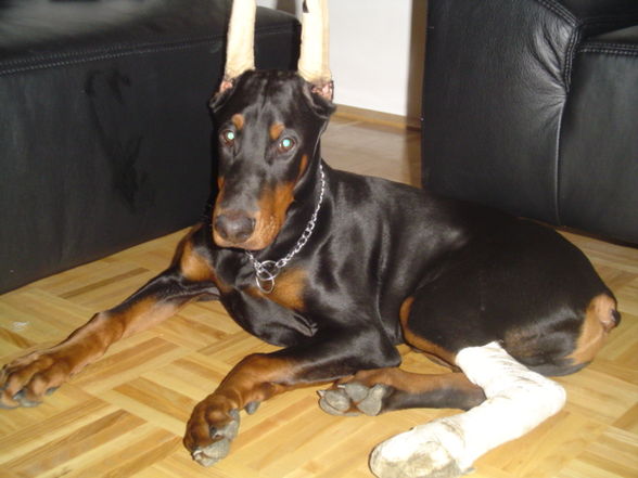 MEINE HUNDE - 