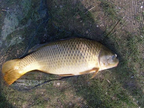 Fischen in Brandtstadt - 