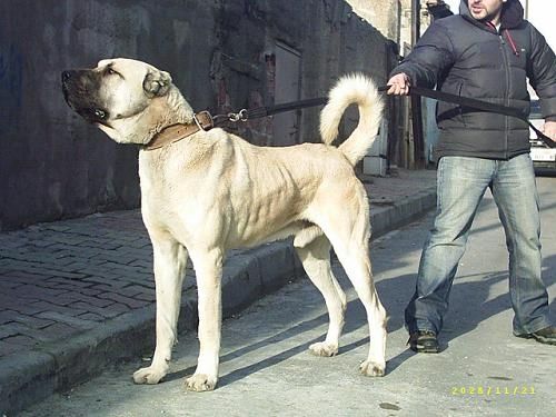 _____----kangal----_____ - 