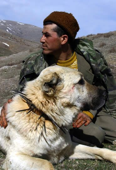 _____----kangal----_____ - 